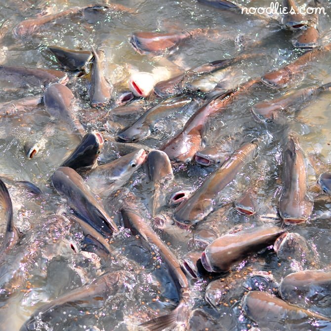 streetwise guru fish feeding