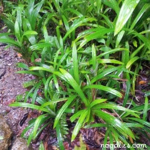 pandan, tropical spice garden, penang, malaysia