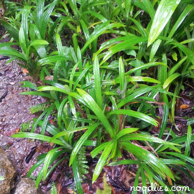 Tropical Spice Garden, Penang, Malaysia